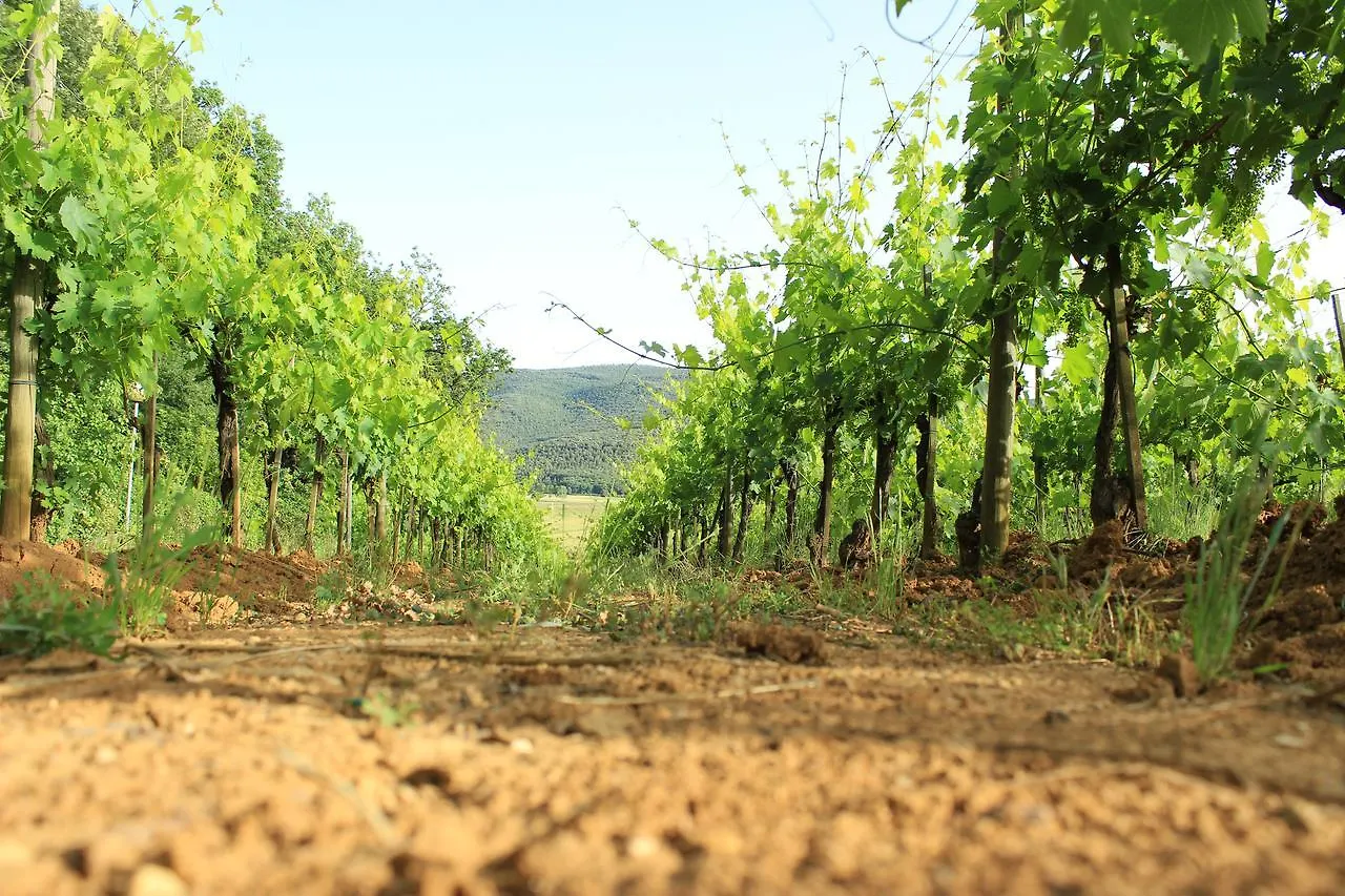 Farm stay Il Colombaio Winery & Rooms Monteriggioni Italy